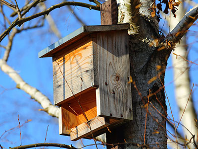 Bat Boxes