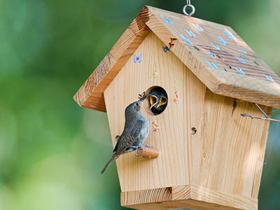 Bird Boxes