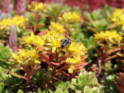 Living Roof