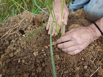 Native Shrub Planting