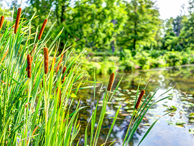 Ecological Pond