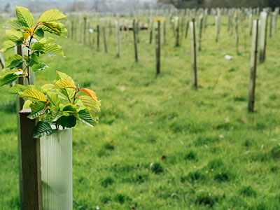 Tree Planting/Native Hedgerow
